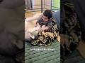 赤ちゃんの弟に溺愛なハスキー#ハスキン#シベリアンハスキー#犬と赤ちゃん#犬#shorts