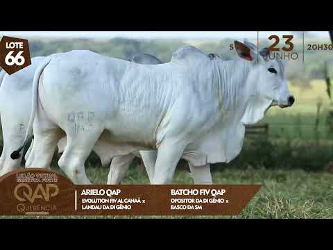 LOTE 66 QAP 142,153 1