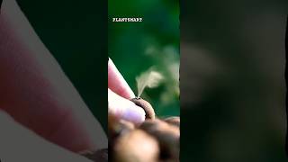 Secrets of Mushroom Spore Spread #shorts #spore #spread #mushroom