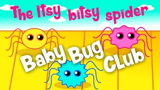 Video thumbnail of "The Itsy Bitsy Spider | Nursery Rhyme | Baby Bug Club"