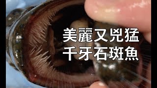 捕到一條美若天仙的千牙石斑魚（斑點九刺鮨）| 海洋主廚愛爾 ... 