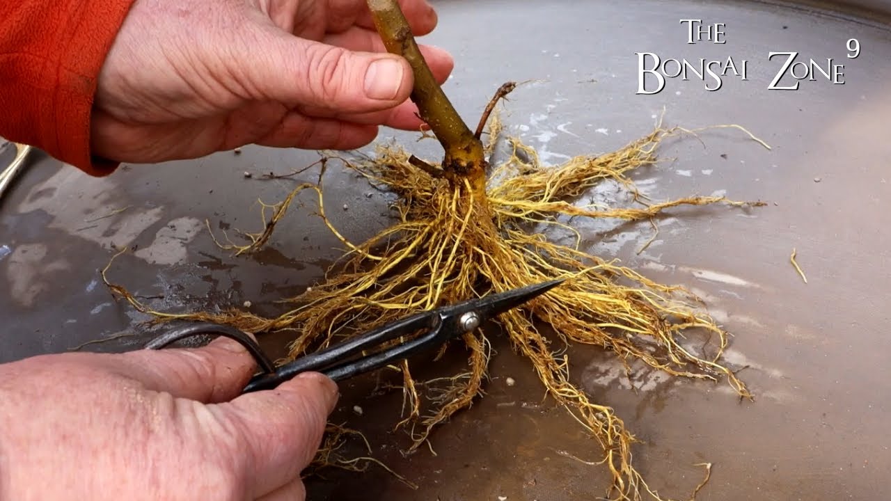Root Pruning My Mulberry Tree, The Bonsai Zone, March 2022