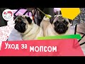 5 особенностей ухода за мопсом