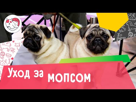 5 особенностей ухода за мопсом