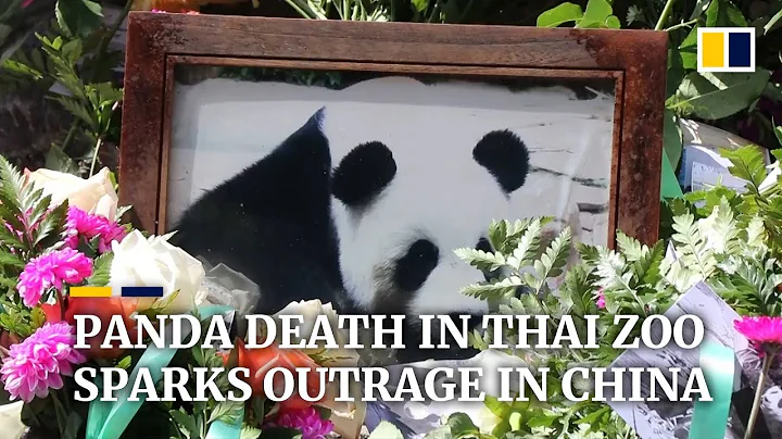 Sudden death of panda in Thai zoo sparks outrage in China - DayDayNews