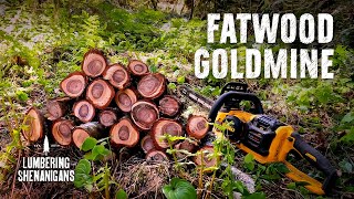 Discovering a Fatwood Goldmine in a Windblown Hemlock
