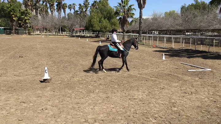 Susan Crotty/Champagne...  Georgie Girl GWD Basic ...