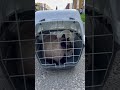 Едут чипироваться зайки #cat #marcelandarchie #андрелла #shortsvideo #catlover #kitten #cute #кот