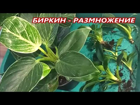 Philodendron BIRKIN 🌺 Propagation by division