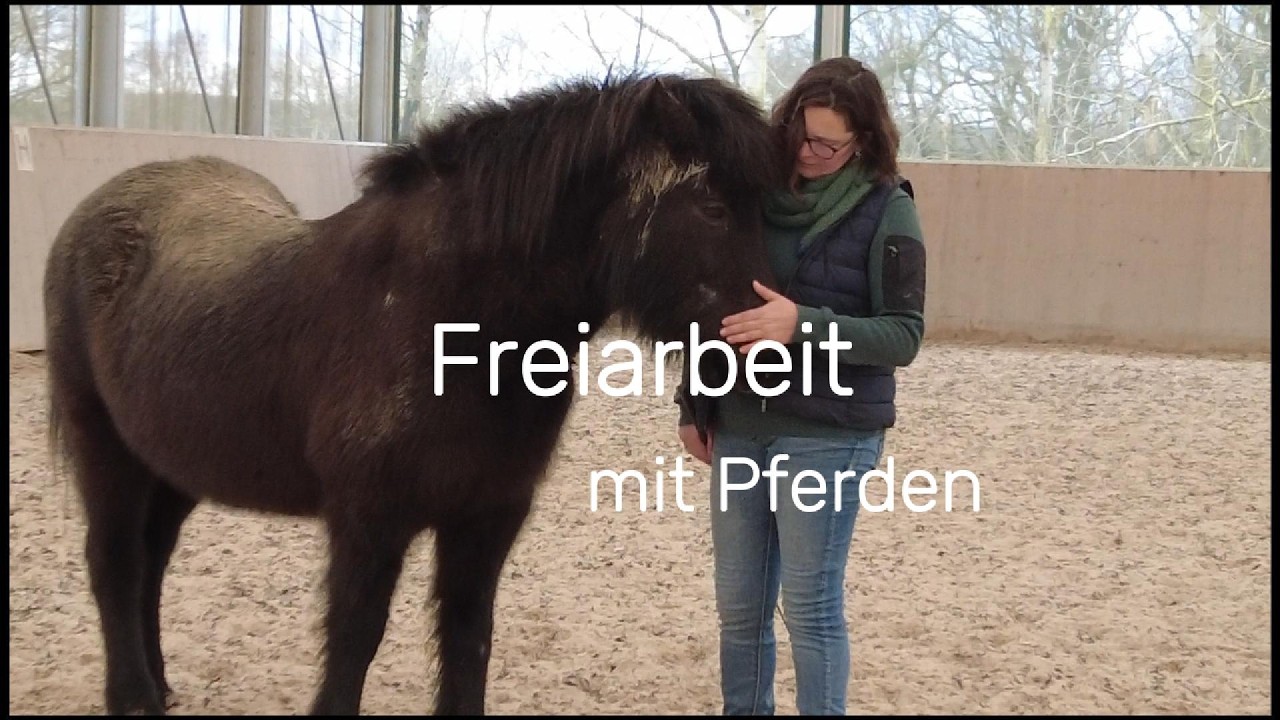 Freiarbeit mit Pferden. Echte Verbindung oder nur Dressur?