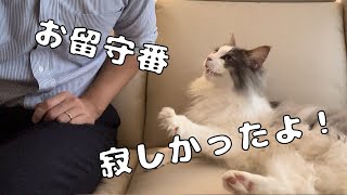 新居3日目にしてお留守番という試練を課された猫【メインクーン】 by らいむずらいふ 536 views 6 days ago 7 minutes, 31 seconds