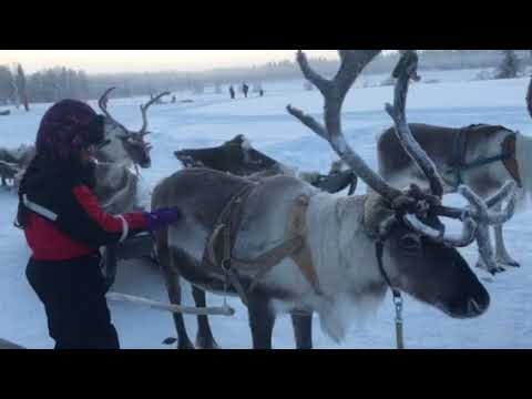 Reindeer Poop