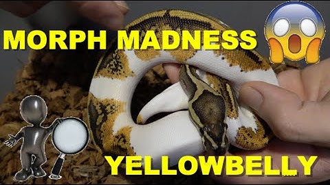 MORPH MADNESS! How To Identify YellowBelly In Ball Pythons!