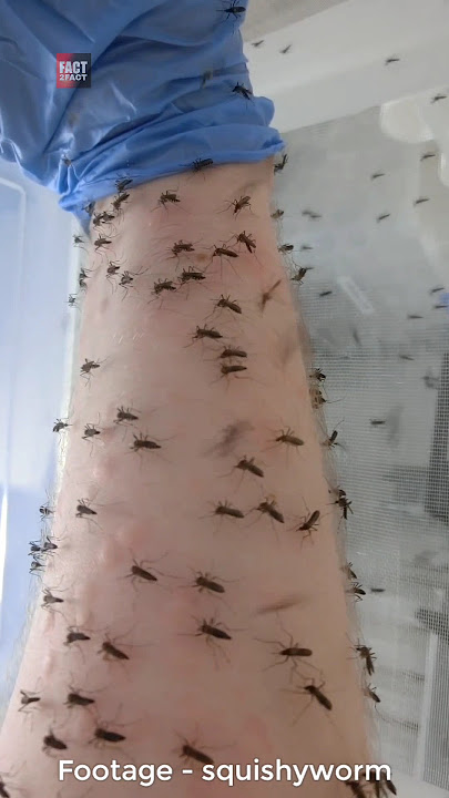 Why This Scientist Willingly Bitten By Mosquitoes