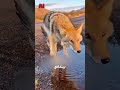 الكرتون الحقيقي