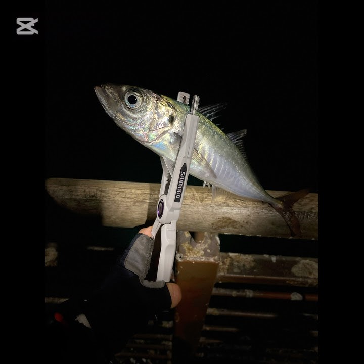 Sess ajing invernal  viña del mar #ajing #fishing #ajinggame aji #ultralightfishing #lightgame