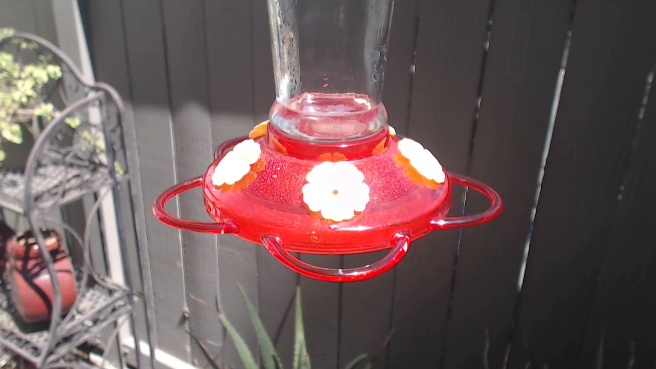 video phone beyonce mp3 Bella Hummingbird Nest Cam 08-30-2018 12:52:54 - 13:52:54
