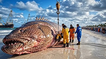 $5 Million Season – World’s Largest Giant Grouper Commercial Fishing Documentary