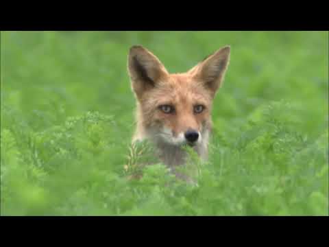 Red Fox Documentary