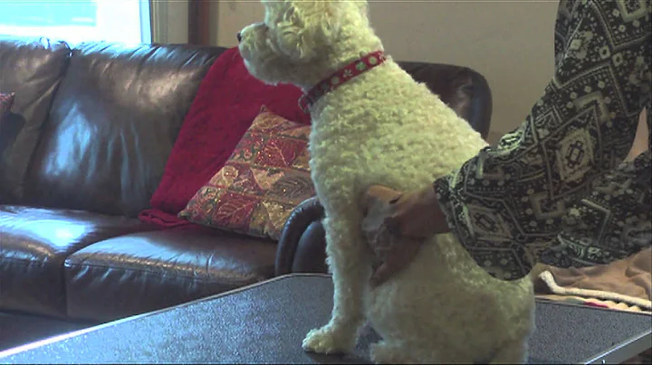 Enchanted Pet Massage by Christine Wynne