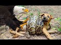 The Battle For Life And Death 🦅 Wild Discovery Animals 2024 #1