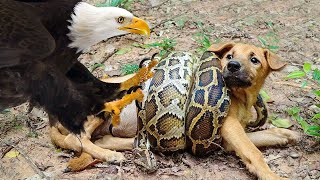 The Battle For Life And Death 🦅 Wild Discovery Animals 2024 #1