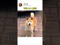 可愛すぎて無理な柴犬のダンス