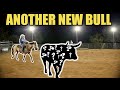 NEW BULL, WHO DIS!? Rodeo Time 269