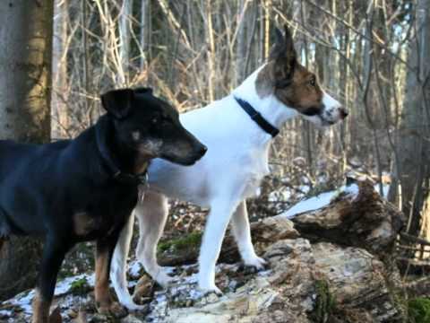 Nino unser Jagdterrier