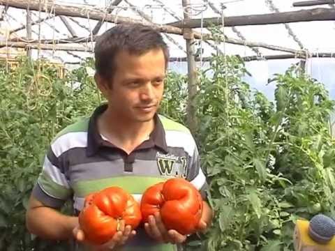 Video: Tomato Cardinal: karakteristike, opis sorte, značajke uzgoja i njege