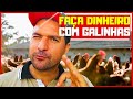 Criar GALINHAS poedeiras realmente dá DINHEIRO? Saiba tudo sobre.