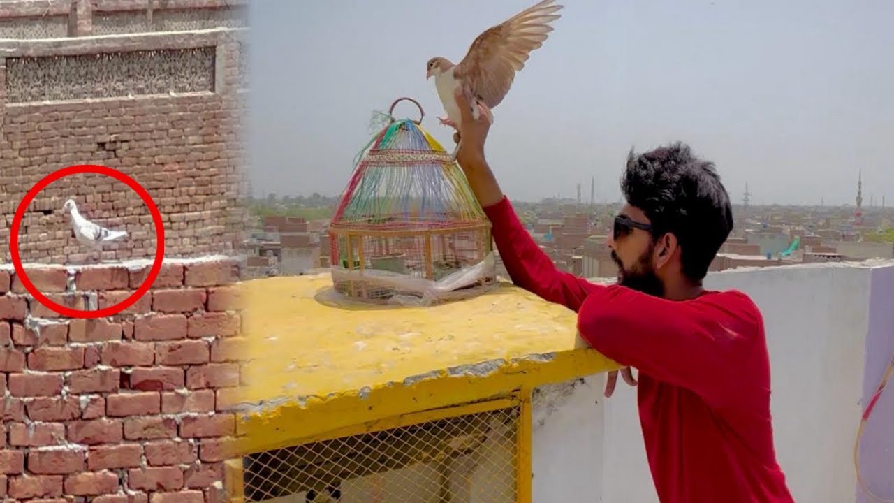 Hand tamed badal kabutar nikal gya 😳😳