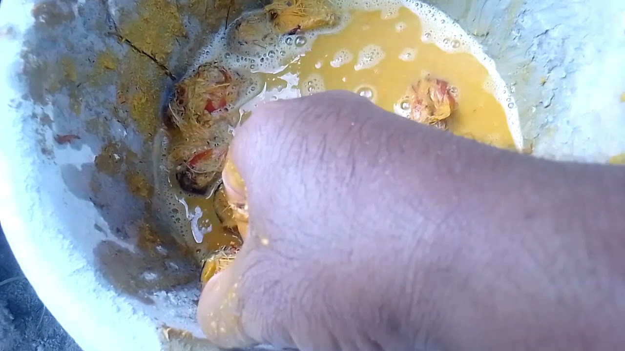 pembuatan sendiri kecambah sawit