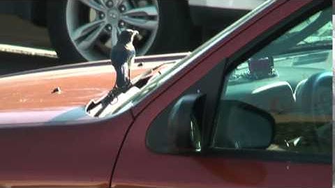 Bluejay fights himself in a car mirror