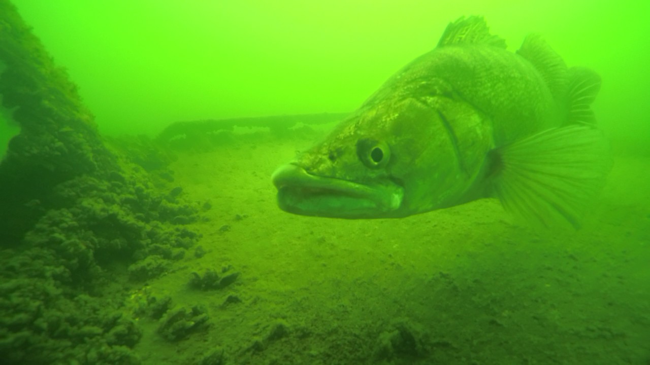 Easter Dive 17-4-2017