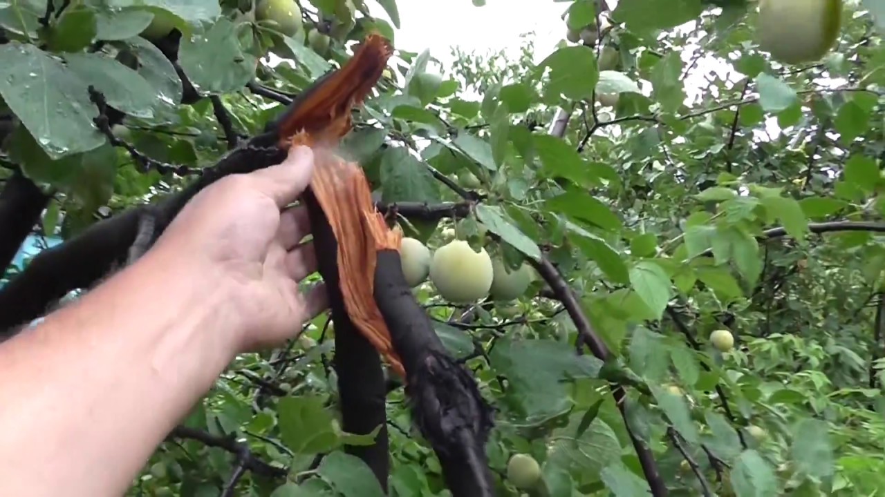 Долгожданный дождь прошел. В конце сверкнула молния - YouTube