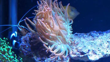 First Contact: Black Ocellaris Clownfish adopting Rose Bubble Tip Anemone (extended version)