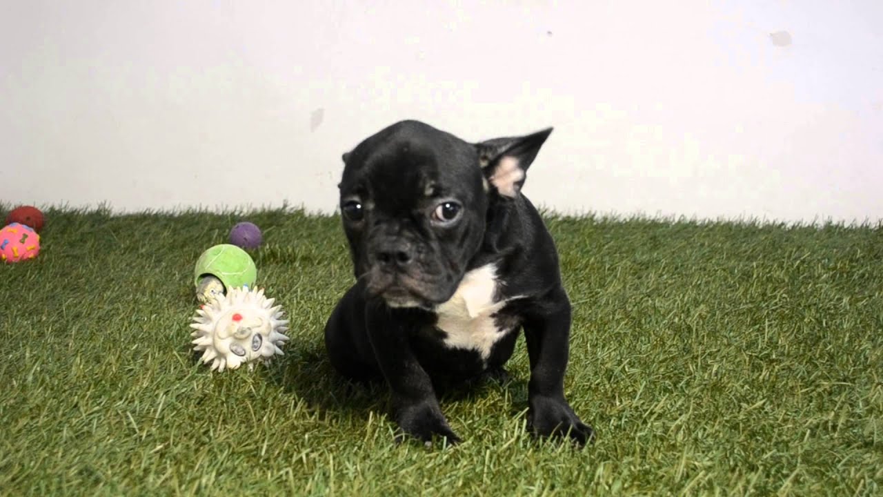 RHINO - FRENCH BULLDOG PUPPIES FOR SALE - BULLCANES puppy paradise
