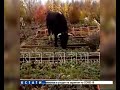 Рогатый террор в Дивееве - коровы обворовывают огороды соседей