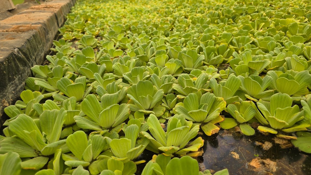 خس الماء، بديل الأعلاف المعجزة، خصائصها و مكوناتها و معلومات مهمة جدا.