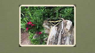 Plants for Cross Timbers and Prairies