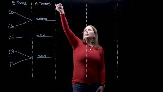 Brachial Plexus (Part 1 of 2)