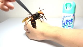 虫よけスプレーをかけた腕にスズメバチを近付けたら信じられないことに…