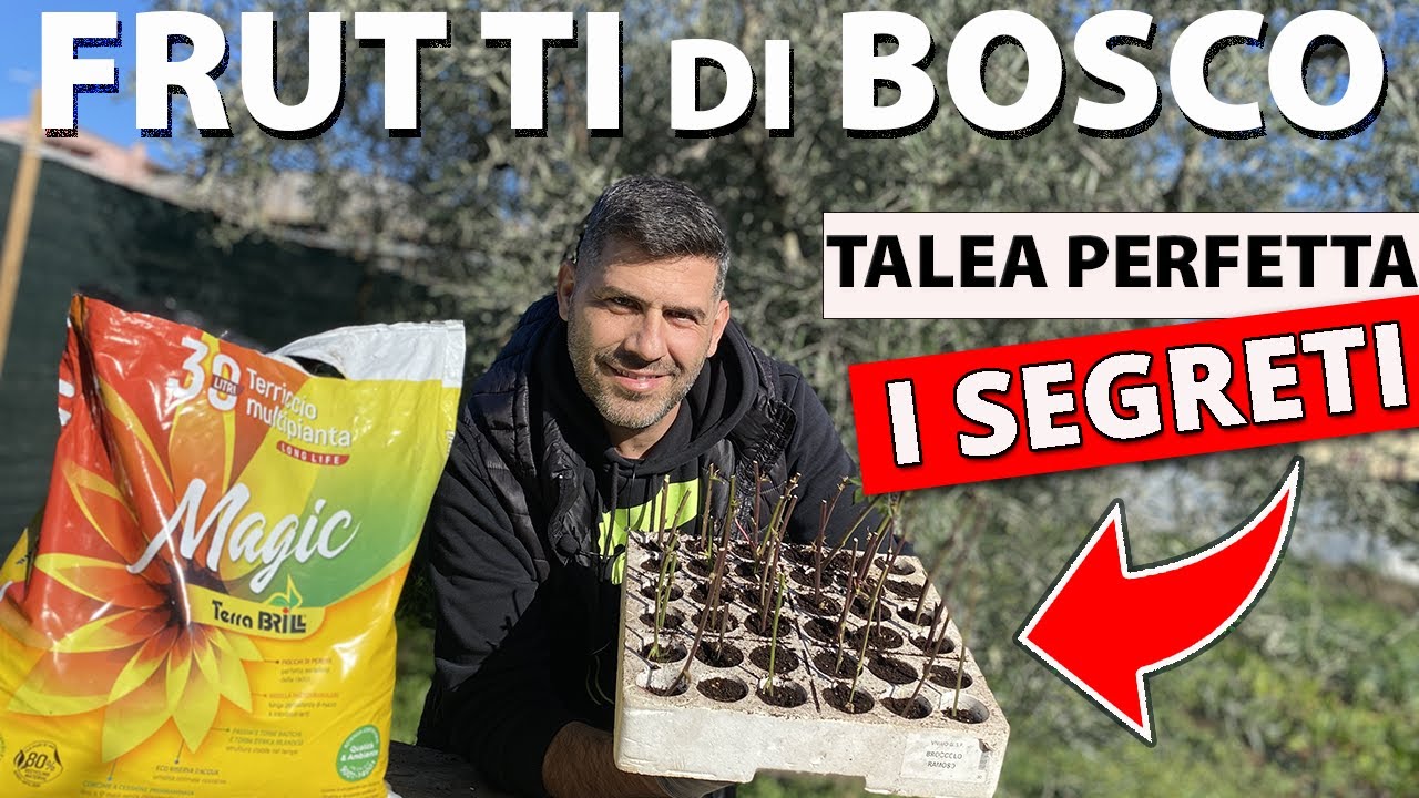 Riprodurre Frutti di Bosco: Facile, Veloce e Risparmierete tanti SOLDI 💰💰💰