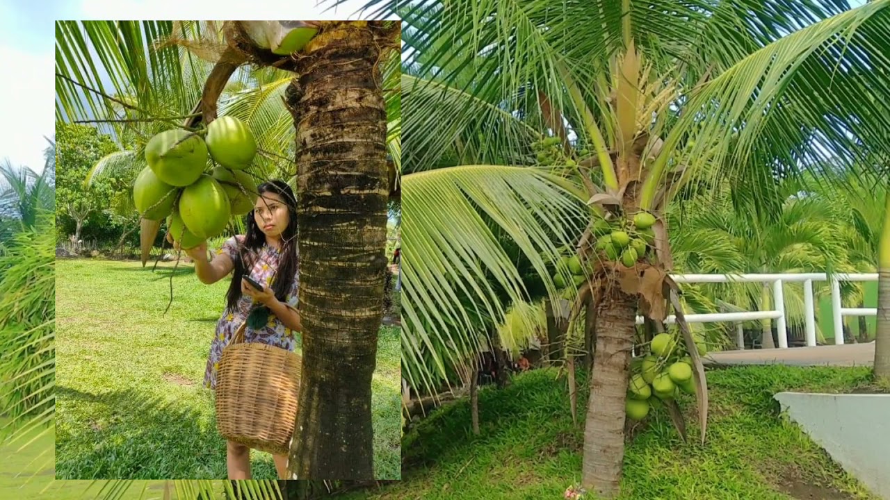 Pigeon Resort Valencia Negros Oriental