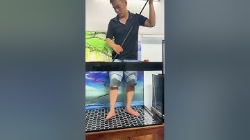 Tranh 3D bể cá chịu nước ( dán trong bể ) ,Cách dán chi tiết 2025