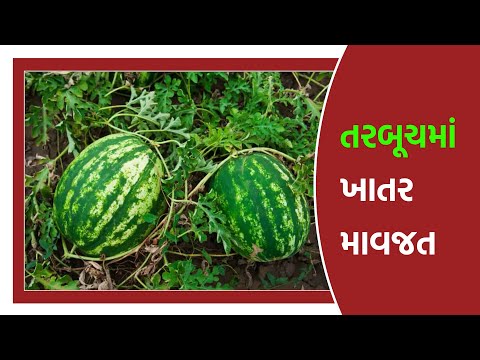 તરબૂચમાં ખાતર વ્યવસ્થાપન | Fertilizer management in watermelon - તરબૂચમાં ખાતર વ્યવસ્થાપન | Fertilizer management in watermelon