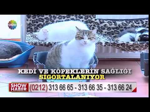 Video: Evcil Hayvan Sigortasına İlişkin İkili Durum Nedir?