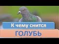 К чему снится голубь | СОННИК