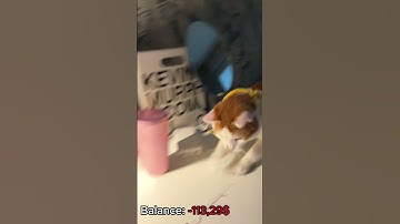 My cat open cases # #cs2 #cs2stream #gaming #cs2clips #cat #cs2live #gamer #opencase #csgo